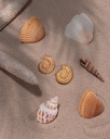 Aretes Maxi Caracol Gold - 2